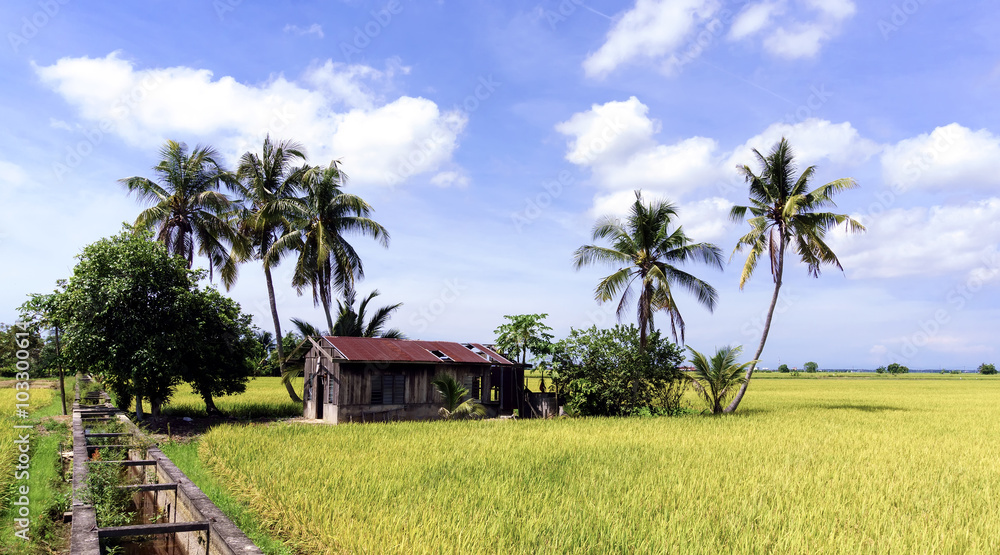 Paddy rice field with blue sky background Paddy rice field with blue sky background
