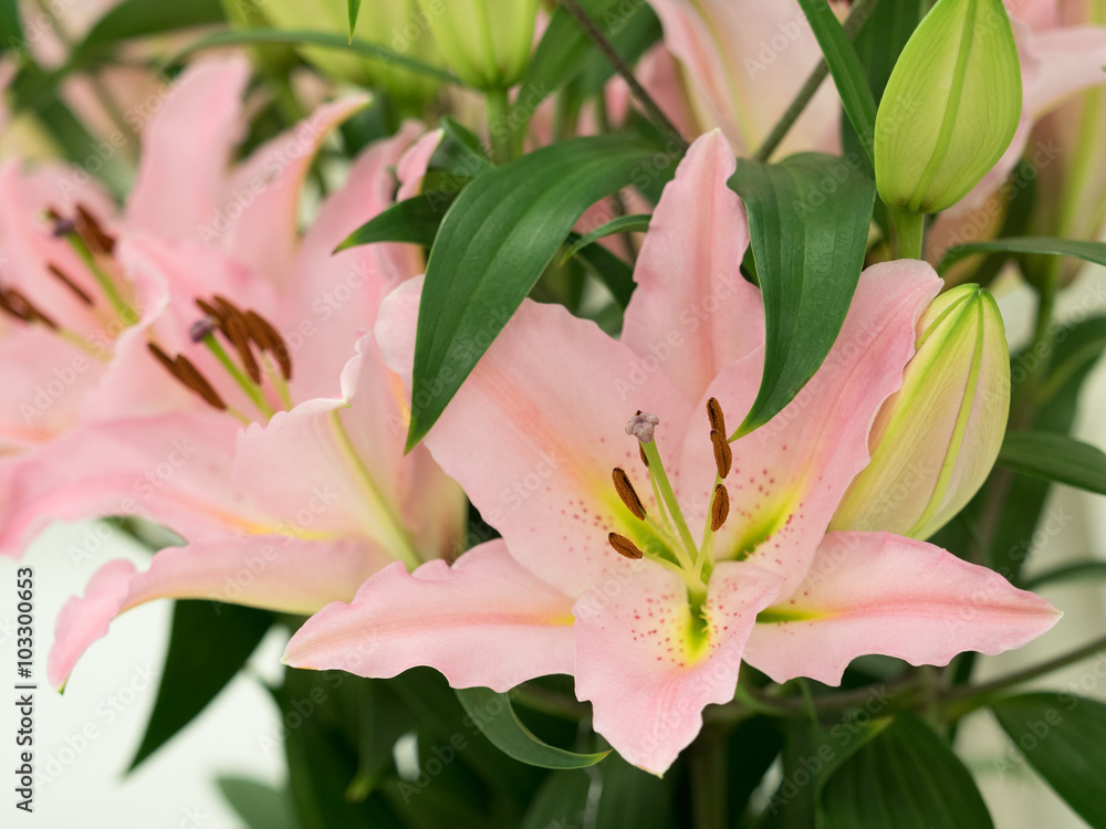 Obraz premium ユリの花