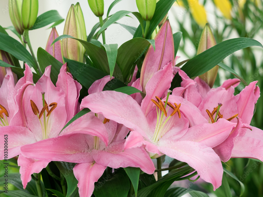 Obraz premium ユリの花