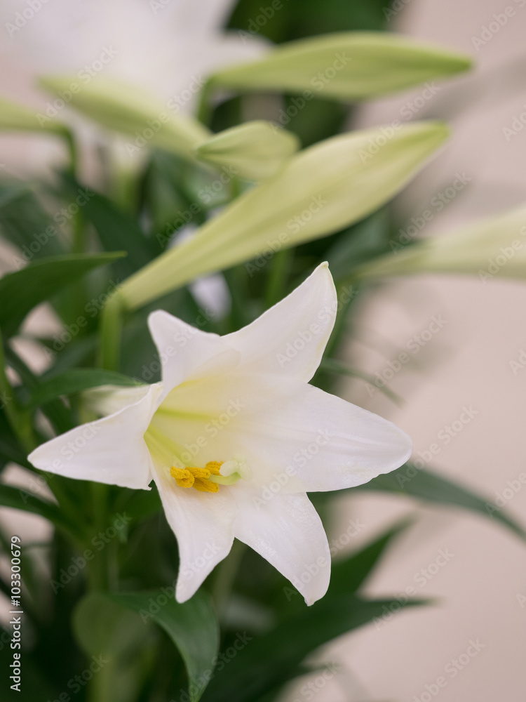 Fototapeta premium ユリの花