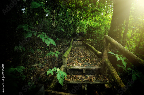 Rainforest at angka nature trail in doi inthanon national park C photo