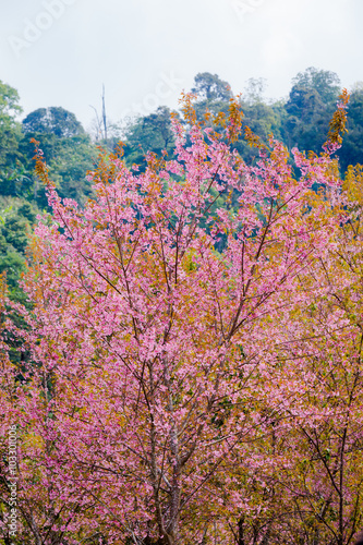 Wallpaper Mural Wild Himalayan Cherry ( Prunus cerasoides ) ( Sakura in Thailand Torontodigital.ca