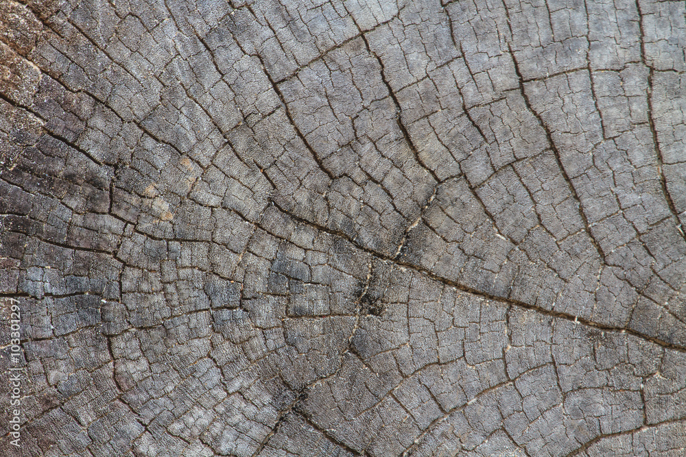 Fototapeta premium texture of bark wood