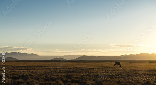 Lonely Oryx in the Desert (Namibia)