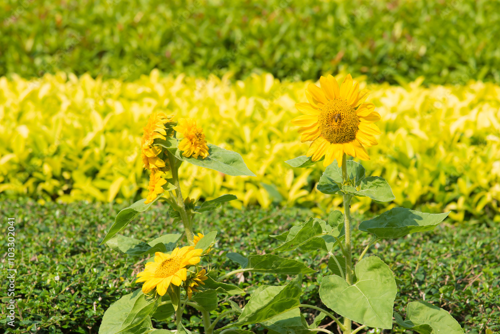 Sunflower Sunflower