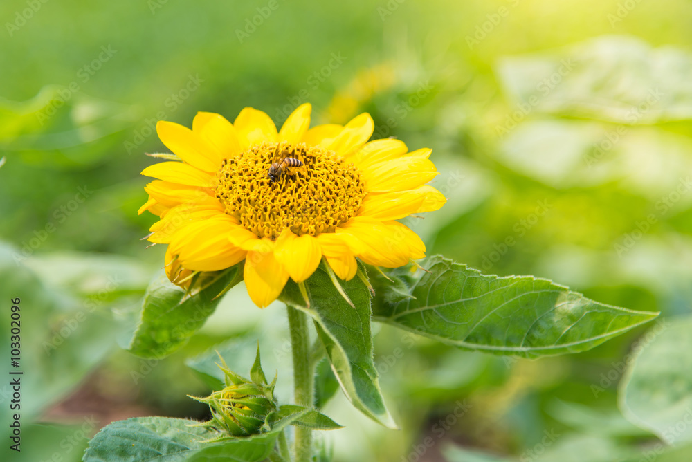 Sunflower Sunflower