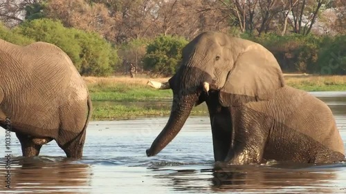 Elephant bulls emerging out of the water from a river in the Okavango Delta