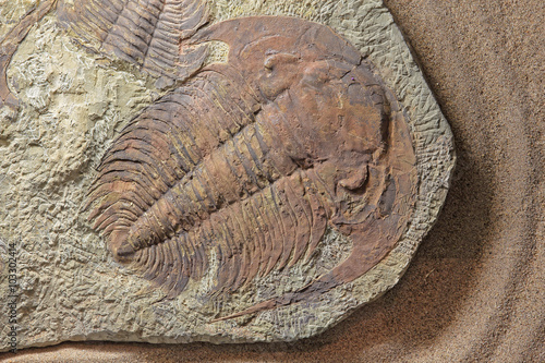 Trilobite paradoxides sp.