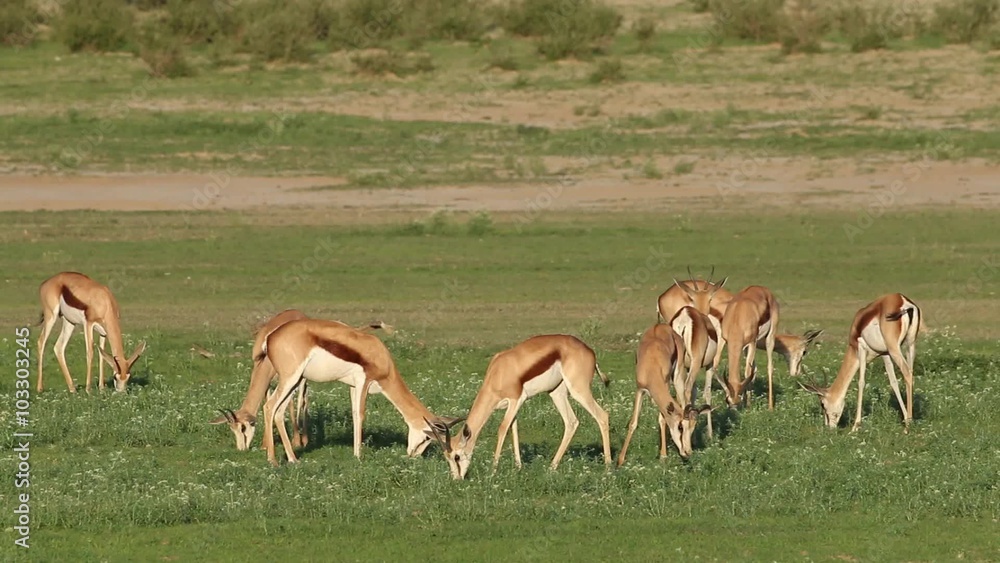 Herd of springbok antelopes (Antidorcas marsupialis) feeding, Kalahari, South Africa Herd of springbok antelopes (Antidorcas marsupialis) feeding, Kalahari, South Africa