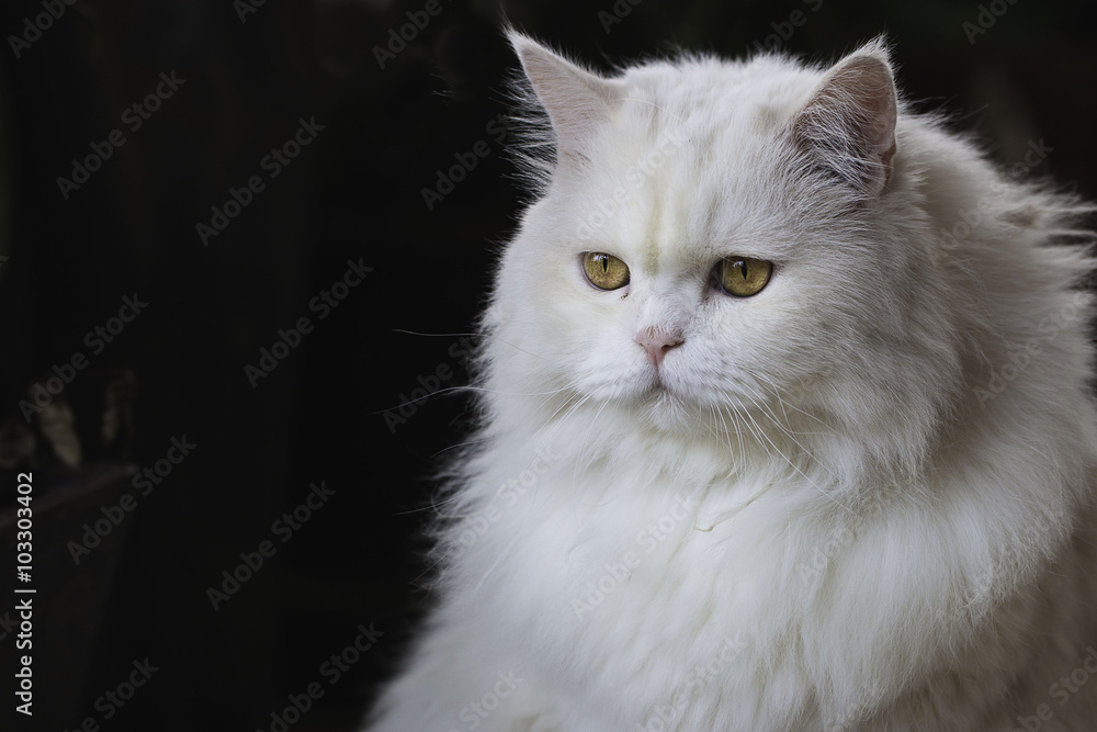 Fluffy white cat with golden eyes on a black background .
