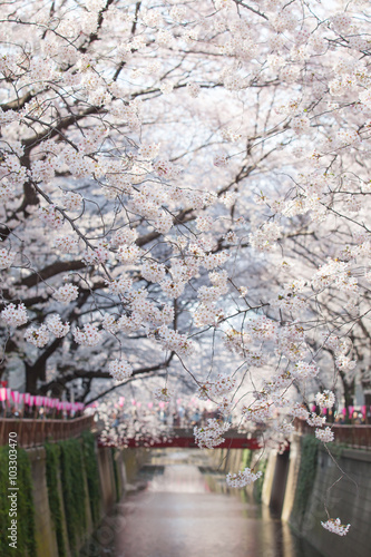 Beautiful sakura cherry blossom at Nakameguro Tokyo, Japan