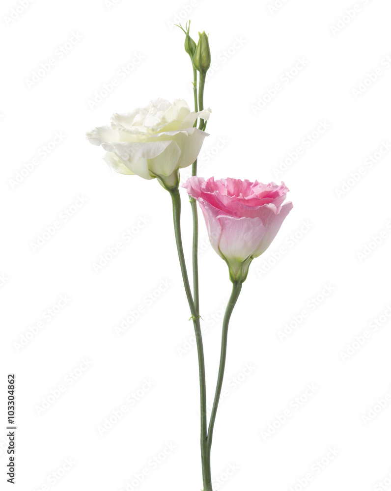 White  and pink flowers isolated on white. eustoma. Focus  on pink flower.