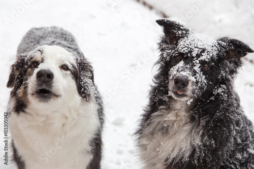 Photography Snow covered dogs