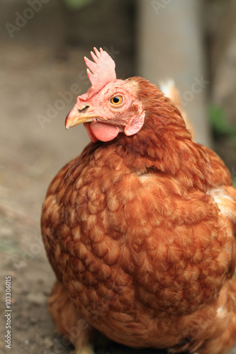 red chicken from small home farm