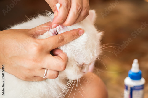 woman cleans ears cat.