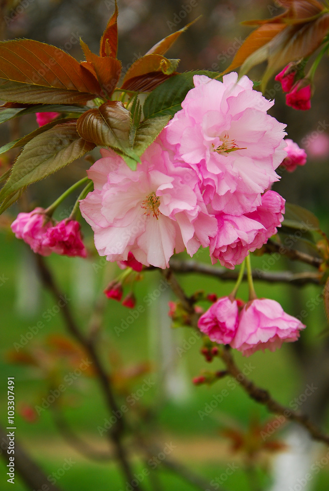 Beautiful blooming sakura flowers in garden
