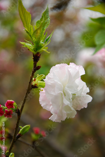 Beautiful blooming sakura flowers in garden  