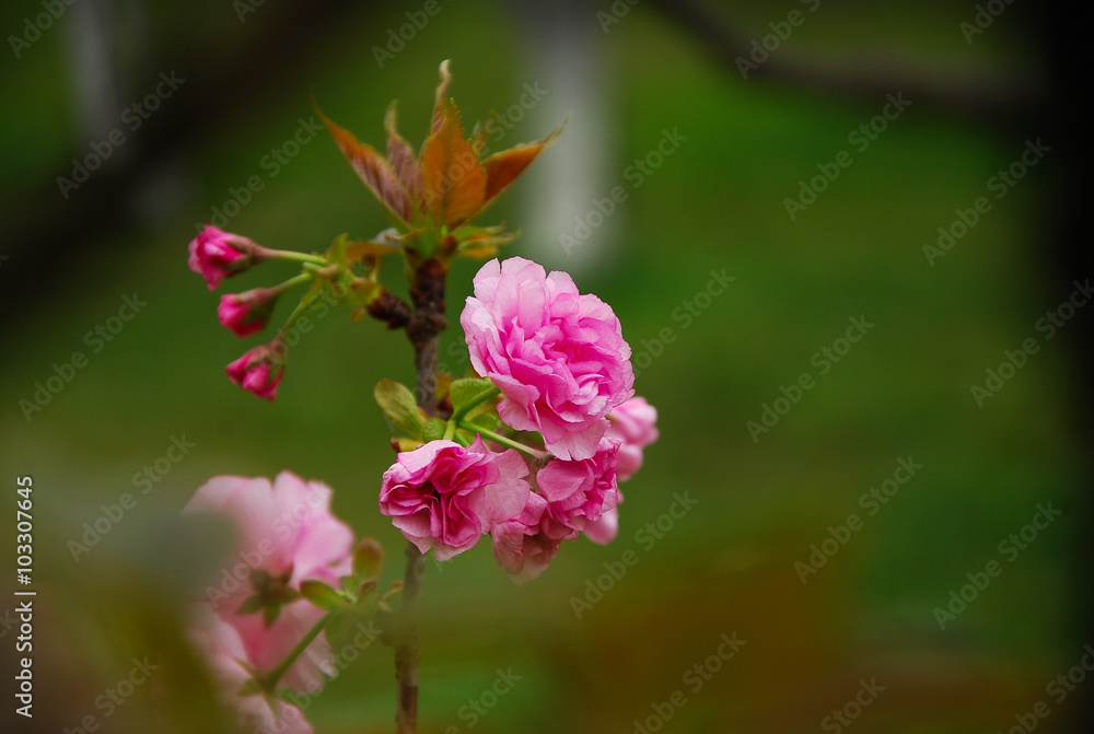 Beautiful blooming sakura flowers in garden
Beautiful blooming sakura flowers in garden