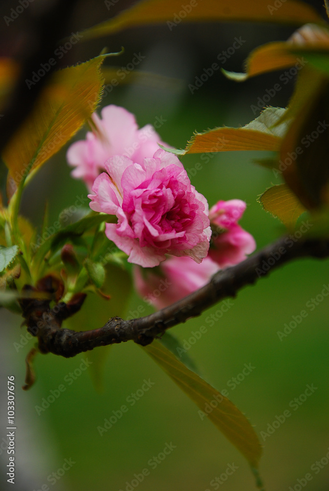 Beautiful blooming sakura flowers in garden
Beautiful blooming sakura flowers in garden