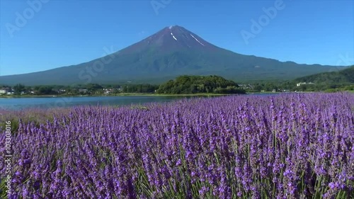 富士山とラベンダー　河口湖大石公園