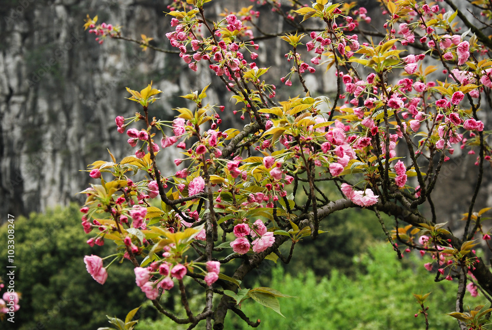 Beautiful blooming sakura flowers in garden
Beautiful blooming sakura flowers in garden