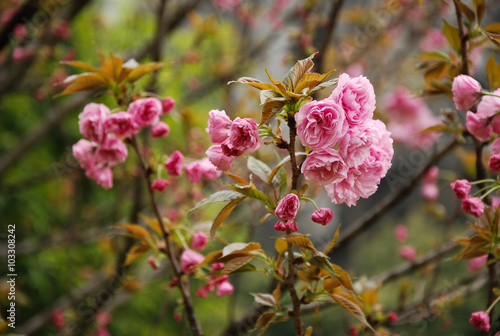 Wallpaper Mural Beautiful blooming sakura flowers in garden
 Torontodigital.ca