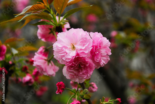 Beautiful blooming sakura flowers in garden 