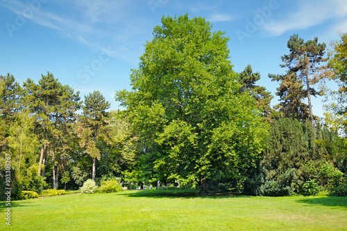 park, green meadow and blue sky