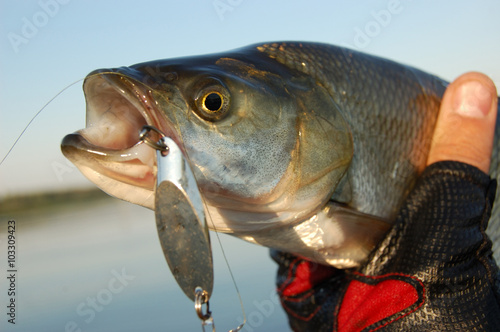 Asp fishing