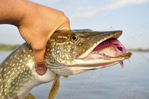 Pike fishing