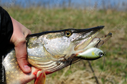 Pike fishing