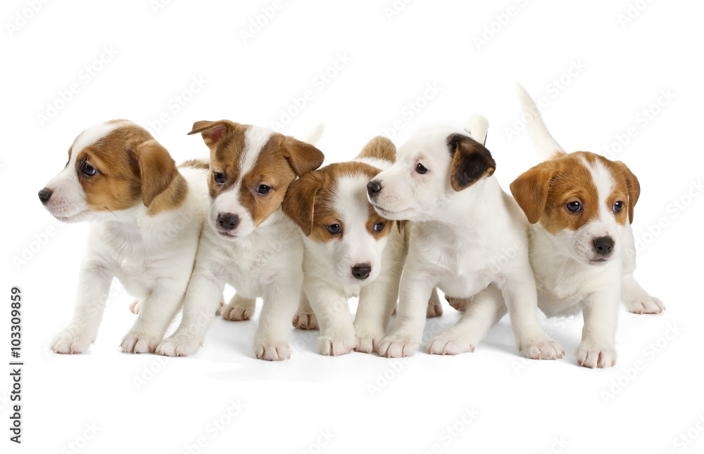 Five Jack Russell Terrier puppies