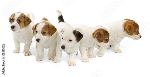 Canvas Print Five Jack Russell Terrier puppies