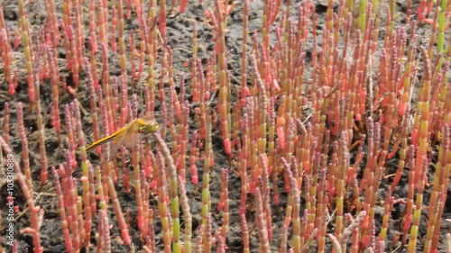 Dragonfly at saltwort lake 18433 photo