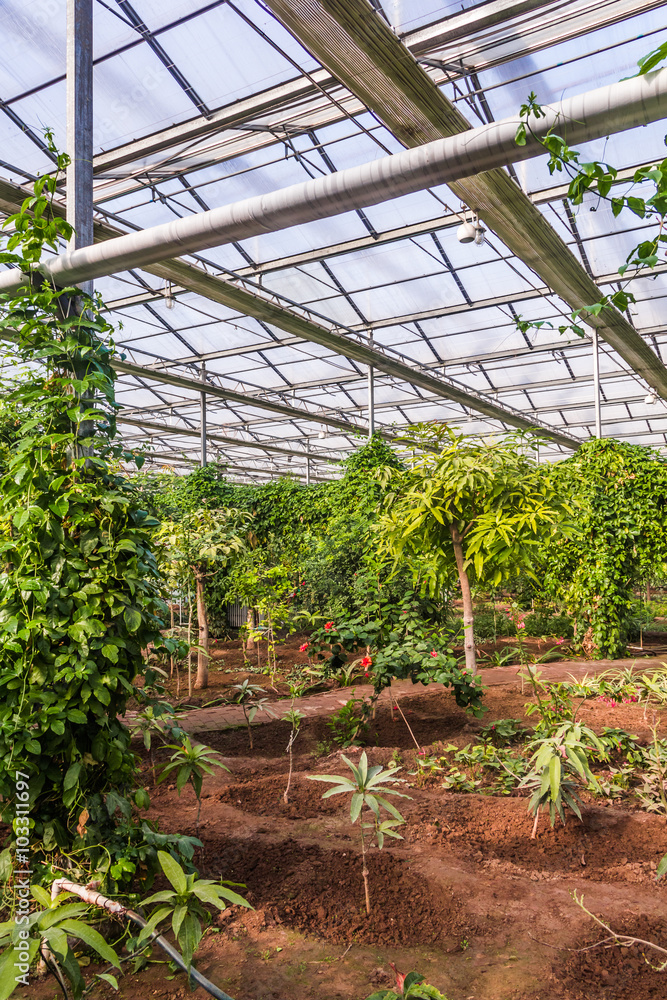 Interior of greenhouse with a variety of plants and flowers Interior of greenhouse with a variety of plants and flowers