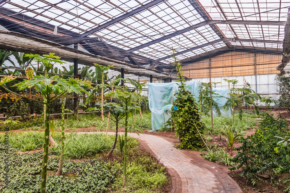 Interior of greenhouse with a variety of plants and flowers