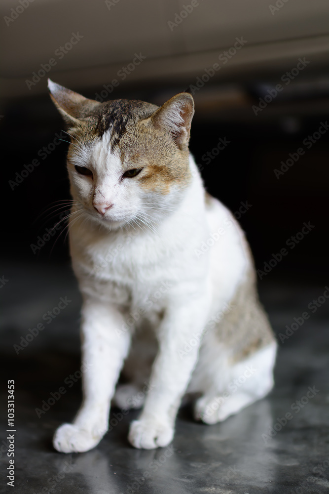 Thai cat sitting on the cement floor Thai cat sitting on the cement floor