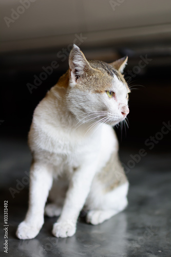 Thai cat sitting on the cement floor