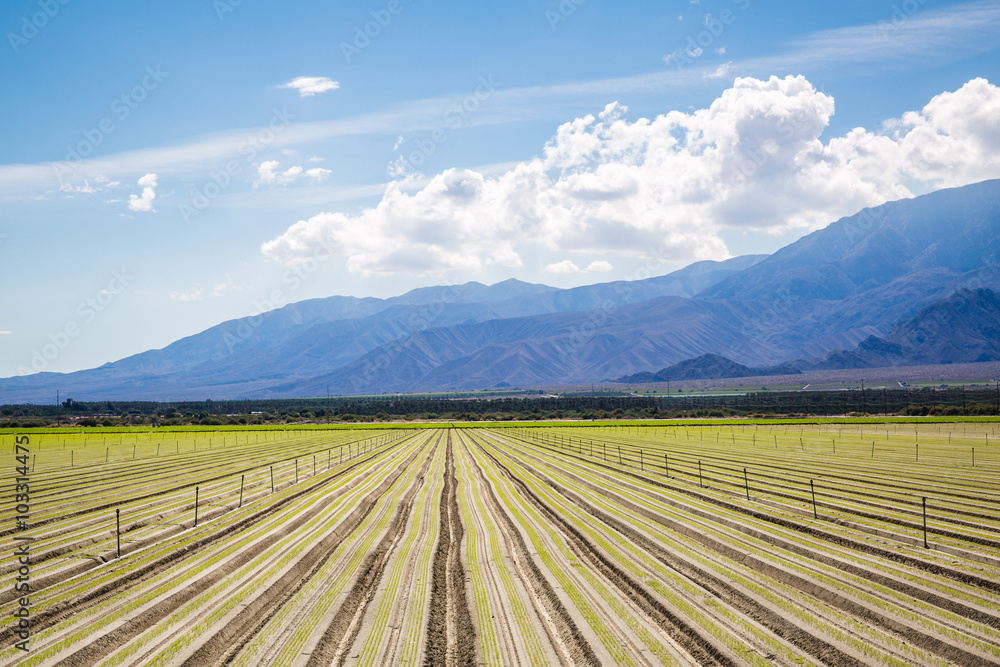 Fertile Agricultural Field of Organic Crops Just Planted. Crops in a row, clear skies and mountains in the background. 
