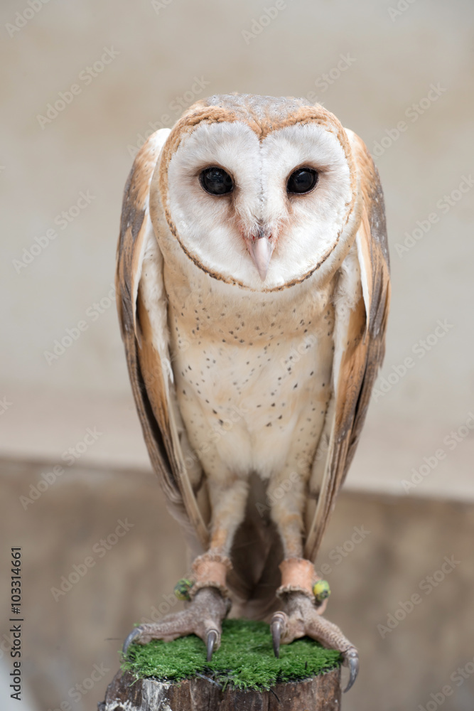 Fototapeta premium common barn owl ( Tyto albahead )