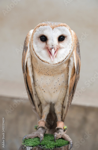 common barn owl ( Tyto albahead )
