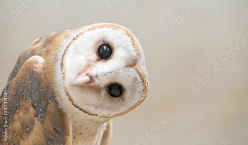 common barn owl ( Tyto albahead ) close up photo