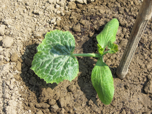 Closeup of young cucumber plant in the garden . Tuscany, Italy