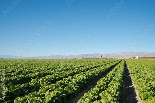 Fertile Field of Lettuce Grow in California Farmland. Field of organic lettuce growing in a sustainable farm in California with mountains in the back.
