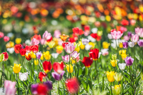 Bed of Multicolored tulips