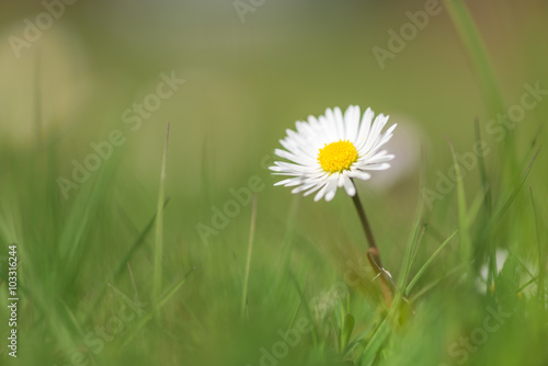 Fototapeta Naklejka Na Ścianę i Meble -  close up of a daisy (Bellis perennis) on green grass in spring
