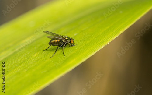 Dolichopodidae fly, insect macro or close up   © akilrollerowan