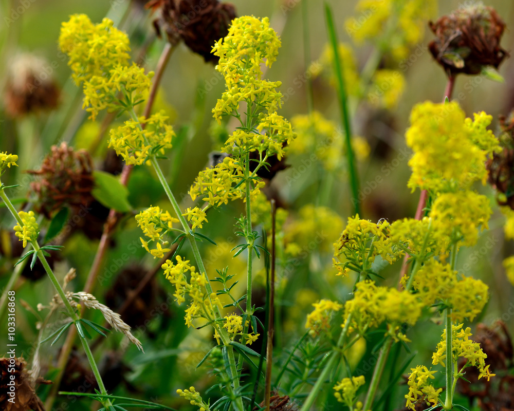 Lady's bedstraw (Galium verum). A low growing, yellow flowered bedstraw growing amongst clover, in the family Rubiaceae Lady's bedstraw (Galium verum). A low growing, yellow flowered bedstraw growing amongst clover, in the family Rubiaceae
