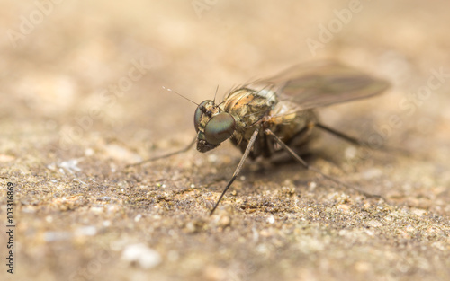 Dolichopodidae fly, insect macro or close up 