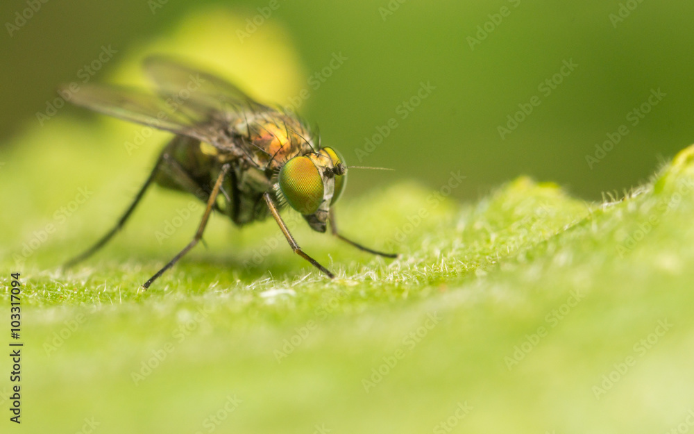 Dolichopodidae fly, insect macro or close up
